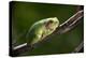 Frog-Gordon Semmens-Premier Image Canvas