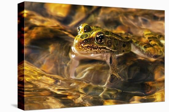 Frog-Gordon Semmens-Premier Image Canvas