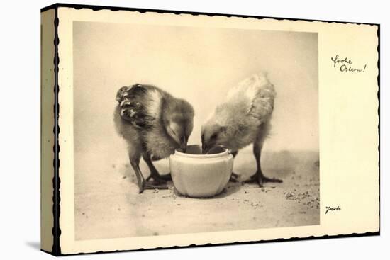 Frohe Ostern, Küken Trinken Aus Wasserschale, Amag-null-Premier Image Canvas