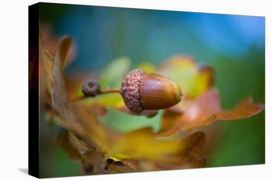 From little Acorns-Jacky Parker-Premier Image Canvas