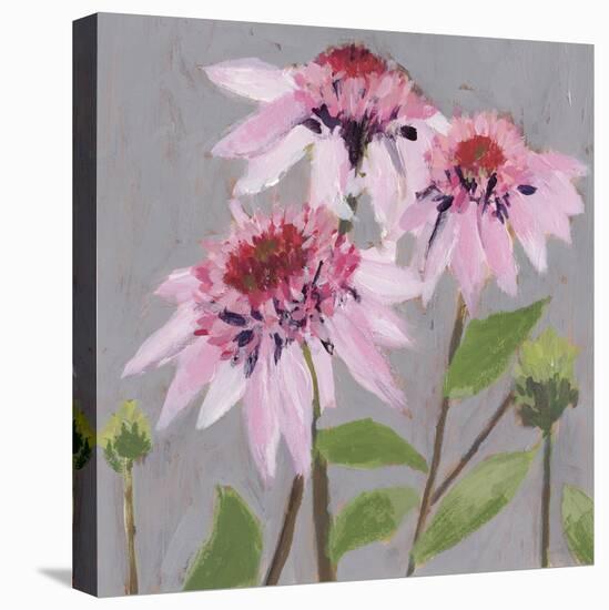 From My Garden - Echinacea-Charlotte Hardy-Stretched Canvas