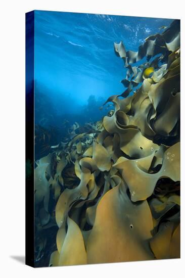 Fronds Of Bull Kelp (Durvillaea Potatorum) Beneath Waves-Alex Mustard-Premier Image Canvas