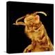 Front half of a Bee-Micro Discovery-Premier Image Canvas