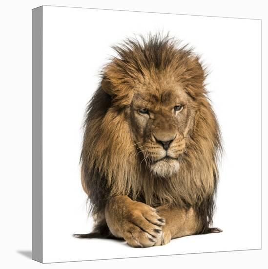 Front View of a Lion Lying, Crossing Paws, Panthera Leo, 10 Years Old, Isolated on White-Life on White-Premier Image Canvas