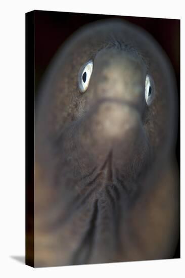 Front View of a White-Eyed Moray Eel-Stocktrek Images-Premier Image Canvas
