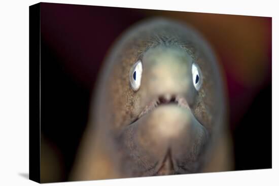 Front View of a White-Eyed Moray Eel-Stocktrek Images-Premier Image Canvas