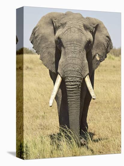 Front View of African Elephant with a Pierced Ear, Masai Mara National Reserve, East Africa, Africa-James Hager-Premier Image Canvas