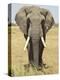 Front View of African Elephant with a Pierced Ear, Masai Mara National Reserve, East Africa, Africa-James Hager-Premier Image Canvas