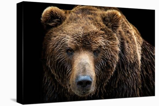 Front View of Brown Bear Isolated on Black Background. Portrait of Kamchatka Bear (Ursus Arctos Ber-Lubos Chlubny-Premier Image Canvas