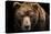 Front View of Brown Bear Isolated on Black Background. Portrait of Kamchatka Bear (Ursus Arctos Ber-Lubos Chlubny-Premier Image Canvas