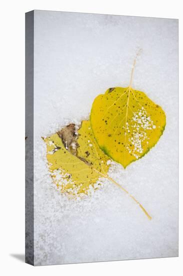 Frost And Snow Covered Aspen Leaves On The Ground In Wyoming At The Beginning Of Winter-Jay Goodrich-Premier Image Canvas