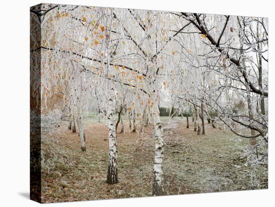 Frost-Covered Birch Trees, Town of Cakovice, Prague, Czech Republic, Europe-Richard Nebesky-Premier Image Canvas