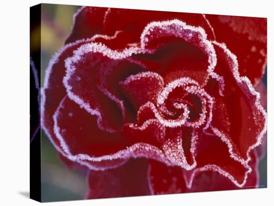 Frost-Covered Rose-Michele Westmorland-Premier Image Canvas