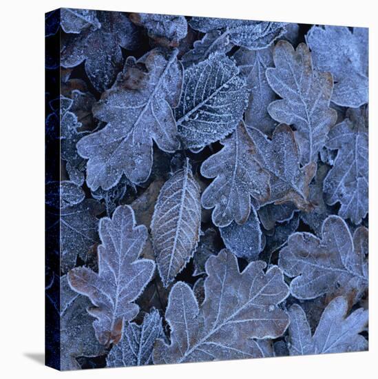 Frost on Leaves-John Miller-Premier Image Canvas