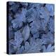 Frost on Leaves-John Miller-Premier Image Canvas