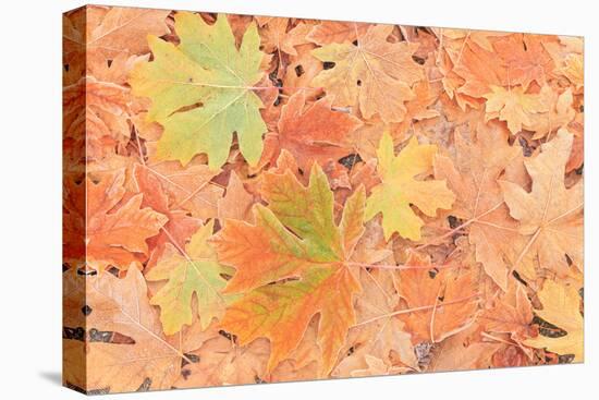 Frost on Maple Leaves, Mill Creek, Wa, USA-Stuart Westmorland-Premier Image Canvas