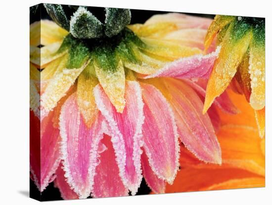 Frost on the Last Blooms of Autumn, Sammamish, Washington, USA-Darrell Gulin-Premier Image Canvas