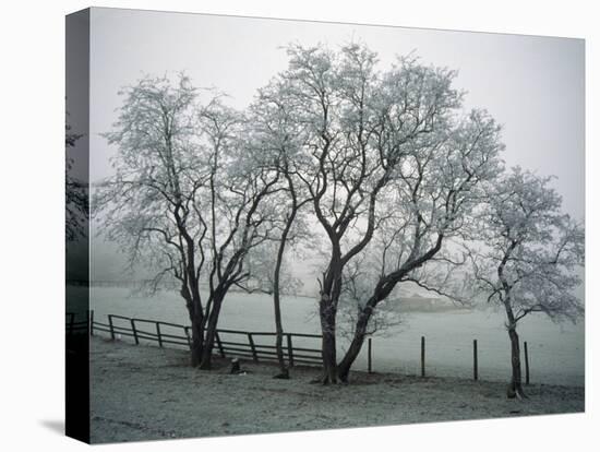 Frost on Trees on Farmland in Winter-Hodson Jonathan-Premier Image Canvas