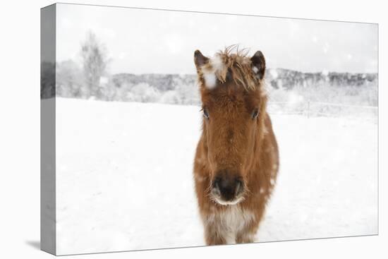 Frosted Equine-Andreas Stridsberg-Stretched Canvas