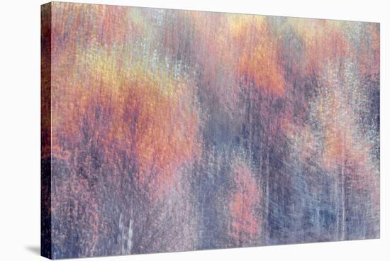 Frosted Fall-Doug Chinnery-Stretched Canvas