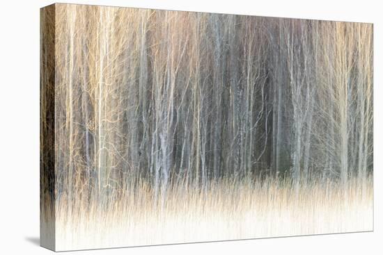 Frosted Forage-Mikael Svensson-Stretched Canvas