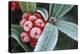 Frosted Skimmia-null-Premier Image Canvas