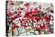 Frosted Viburnum Fruit-Dr. Keith Wheeler-Premier Image Canvas