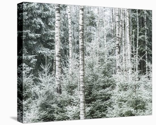 Frosty Forest-Mikael Svensson-Stretched Canvas