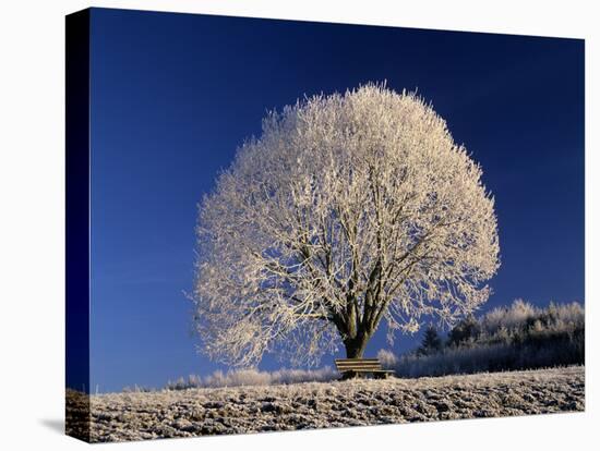 Frosty Landscape, Frost Covered Tree and Bench-null-Premier Image Canvas