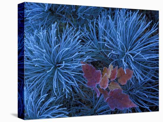 Frosty Maple Seedling in Pine Tree, Wetmore, Michigan, USA-Claudia Adams-Premier Image Canvas