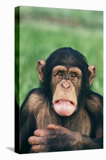 Frowning Chimpanzee-DLILLC-Premier Image Canvas