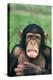 Frowning Chimpanzee-DLILLC-Premier Image Canvas