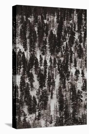 Frozen Forest-Carina Okula-Stretched Canvas