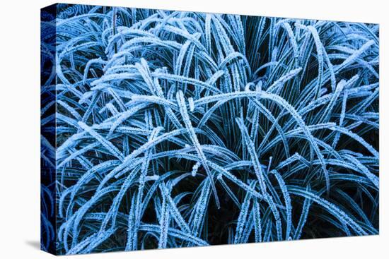 Frozen Grasses In Olympic National Park, WA-Justin Bailie-Premier Image Canvas