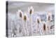 Frozen Icy Flowers in Winter. Rime or Hoar Frost on Teasel (Dipsacus Sylvestris) on Foggy Winter Da-null-Premier Image Canvas