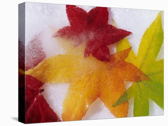 Frozen Maple Tree Leaves-Daisy Gilardini-Premier Image Canvas