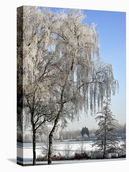 Frozen Pond in Park Landscape with Birch Trees Covered in Hoarfrost, Belgium-Philippe Clement-Premier Image Canvas