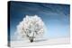 Frozen Tree on Winter Field and Blue Sky-Dudarev Mikhail-Premier Image Canvas