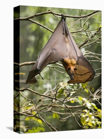 Fruit Bat (Flying Fox) (Chiroptera, Pteropodidae)-Rolf Richardson-Premier Image Canvas