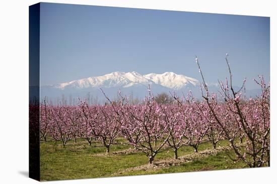 Fruit Blossom, Mount Canigou, Pyrenees Oriental, Languedoc-Roussillon, France, Europe-Mark Mawson-Premier Image Canvas