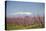 Fruit Blossom, Mount Canigou, Pyrenees Oriental, Languedoc-Roussillon, France, Europe-Mark Mawson-Premier Image Canvas