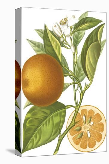 Fruit Collection - Aurantiaco-The Vintage Collection-Stretched Canvas