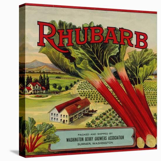 Fruit Crate Labels: Rhubarb; Packed and Shipped by Washington Berry Growers Association-null-Stretched Canvas