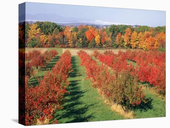 Fruit Orchard in the Fall, Columbia County, NY-Barry Winiker-Premier Image Canvas