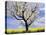 Fruit Tree Blossom and Rape Field in Spring-Markus Lange-Premier Image Canvas