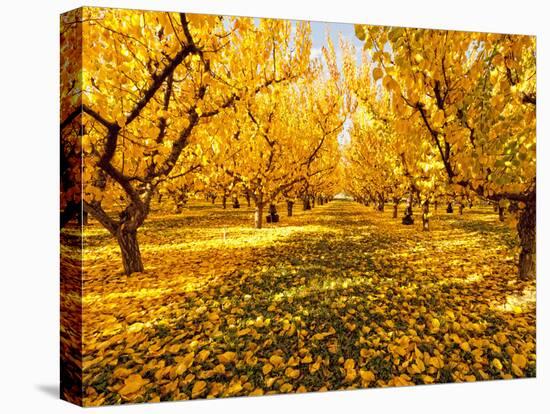 Fruit Trees Shed their Leaves after Harvest in Washington's Yakima Valley, Washington, Usa-Richard Duval-Premier Image Canvas