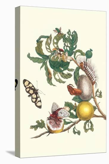 Fruiting Guava and Stinging Caterpillar-Maria Sibylla Merian-Stretched Canvas