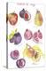 Fruits de Verger-Katrien Soeffers-Stretched Canvas