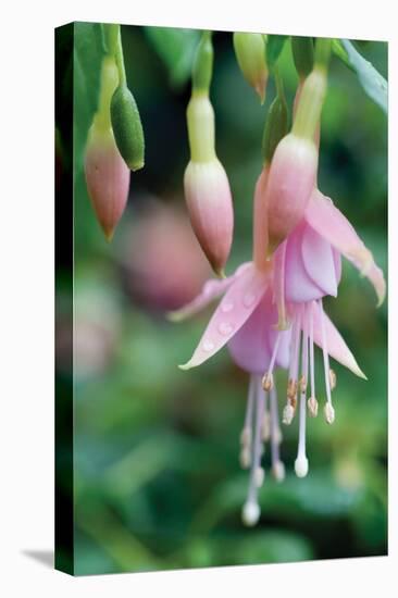 Fuchsia Bloom II-Erin Berzel-Premier Image Canvas