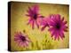 Fuchsia Daisy II-Honey Malek-Premier Image Canvas